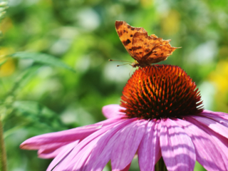 Vlinder1-FreeImage Vlinder1-FreeImage